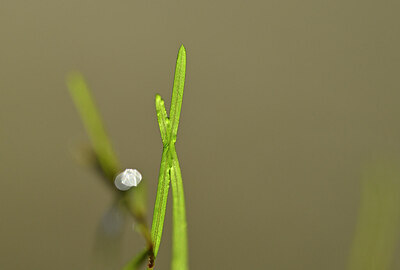 BUITEN BEELD Foto: 438719