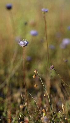 BUITEN BEELD Foto: 438722