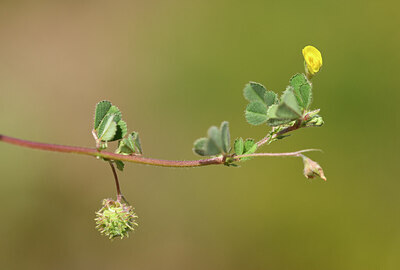 BUITEN BEELD Foto: 438723