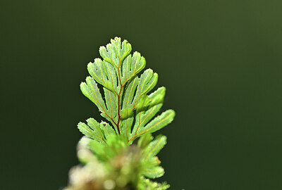 BUITEN BEELD Foto: 438724