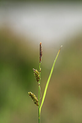 BUITEN BEELD Foto: 438727