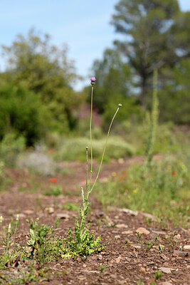 BUITEN BEELD Foto: 438734