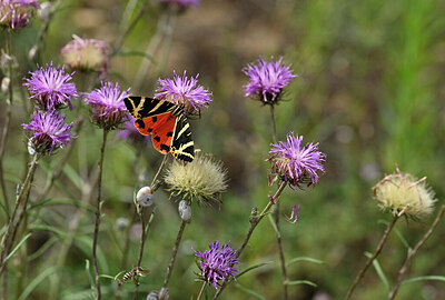BUITEN BEELD Foto: 438735