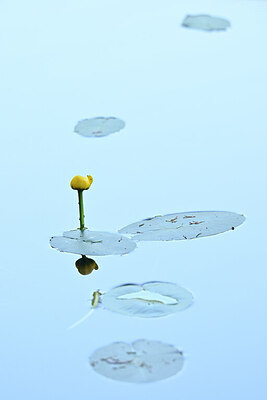BUITEN BEELD Foto: 438736