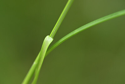 BUITEN BEELD Foto: 438737