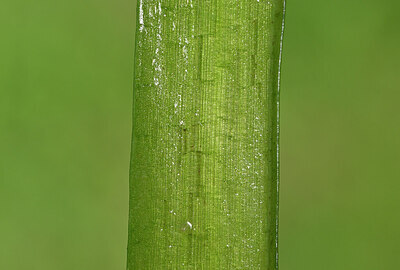 BUITEN BEELD Foto: 438738
