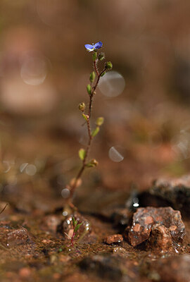 BUITEN BEELD Foto: 438739
