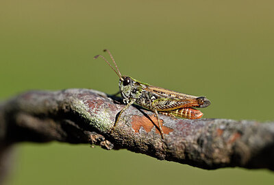 BUITEN BEELD Foto: 438744