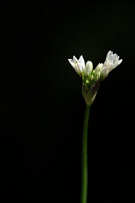 BUITEN BEELD Foto: 438748