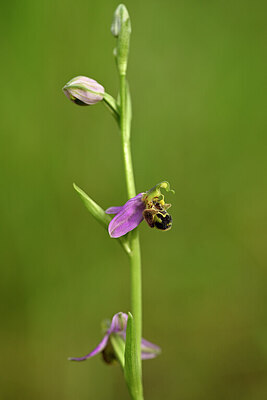 BUITEN BEELD Foto: 438750