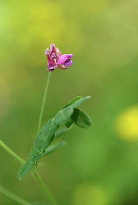 BUITEN BEELD Foto: 438753