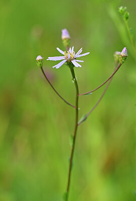 BUITEN BEELD Foto: 438754