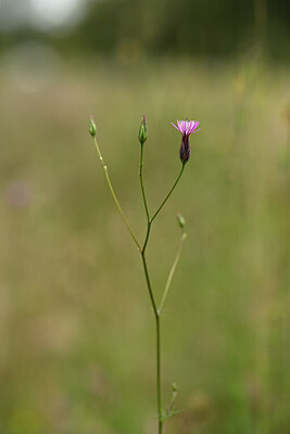 BUITEN BEELD Foto: 438756