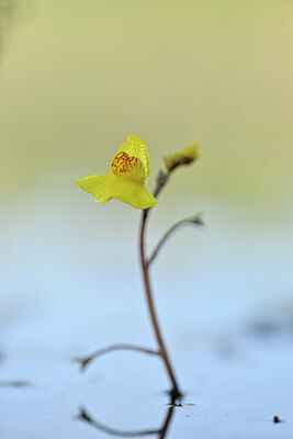 BUITEN BEELD Foto: 438757