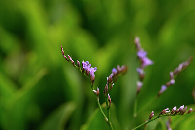 BUITEN BEELD Foto: 438760