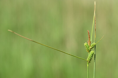 BUITEN BEELD Foto: 438763