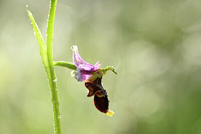 BUITEN BEELD Foto: 438764