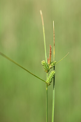 BUITEN BEELD Foto: 438766