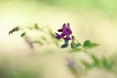 BUITEN BEELD Foto: 438767