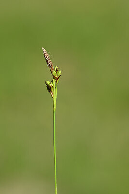 BUITEN BEELD Foto: 438769