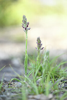 BUITEN BEELD Foto: 438770