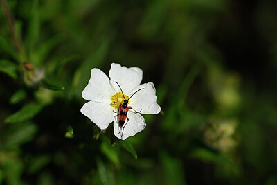 BUITEN BEELD Foto: 438772