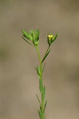 BUITEN BEELD Foto: 438775