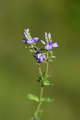 BUITEN BEELD Foto: 438776
