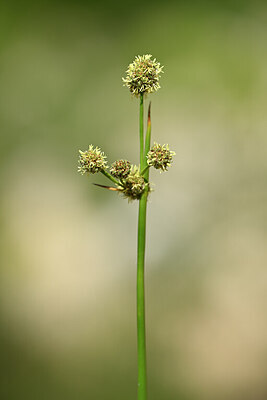 BUITEN BEELD Foto: 438778