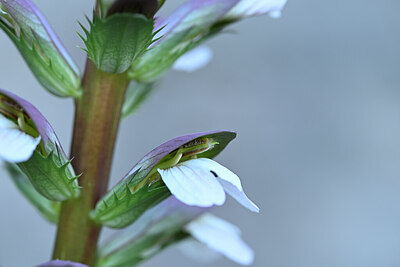 BUITEN BEELD Foto: 438780