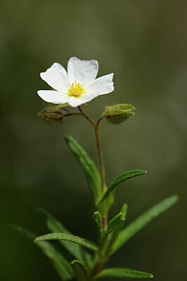 BUITEN BEELD Foto: 438782
