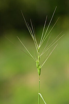BUITEN BEELD Foto: 438784