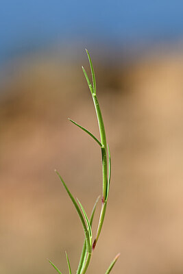 BUITEN BEELD Foto: 438785