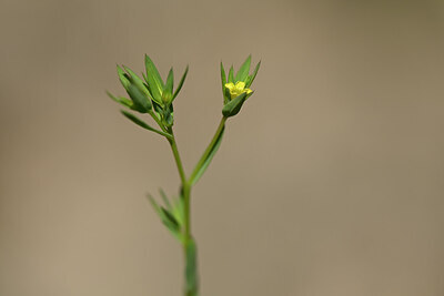 BUITEN BEELD Foto: 438787