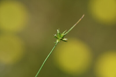 BUITEN BEELD Foto: 438789