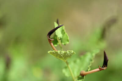 BUITEN BEELD Foto: 438790