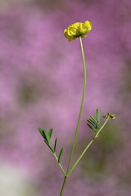 BUITEN BEELD Foto: 438794