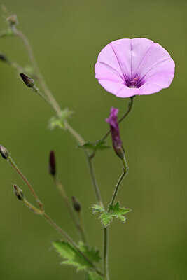 BUITEN BEELD Foto: 438797