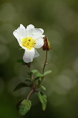 BUITEN BEELD Foto: 438800