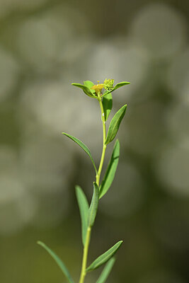 BUITEN BEELD Foto: 438801