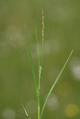 BUITEN BEELD Foto: 438802