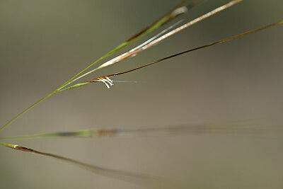 BUITEN BEELD Foto: 438804