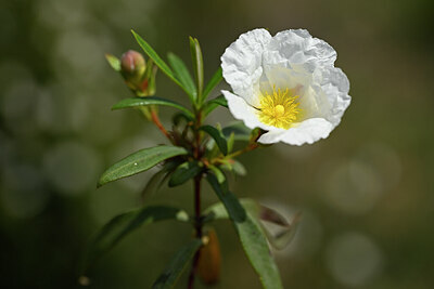BUITEN BEELD Foto: 438805