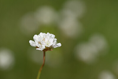 BUITEN BEELD Foto: 438807