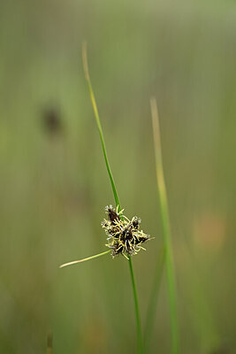 BUITEN BEELD Foto: 438808