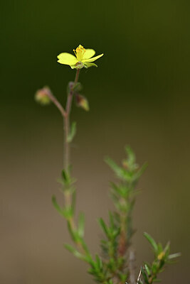 BUITEN BEELD Foto: 438809