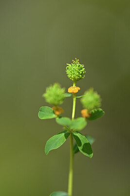 BUITEN BEELD Foto: 438811