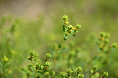 BUITEN BEELD Foto: 438812