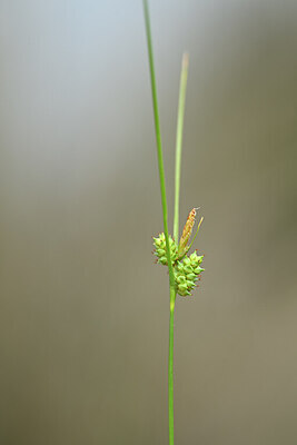 BUITEN BEELD Foto: 438814