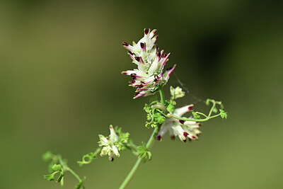 BUITEN BEELD Foto: 438815